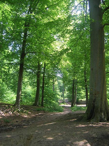 The Forest of Chantilly "As before they stood still listening to the trees; though it was not as if they paused “ listening, but as if halted - stilled - for some old message, some meaning."