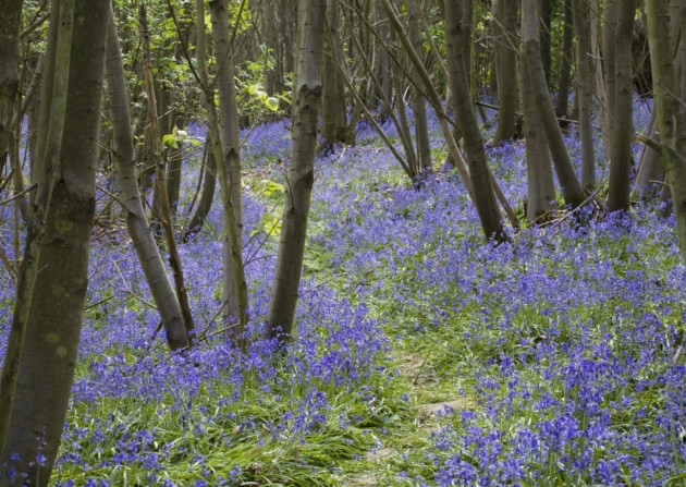 bluebell-wood1