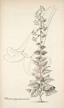 L’illustration horticole. 1854. Lilium giganteum. ‘Grow them, Kedgers, begin to grown them,’ said Miss Vanderpoel. ‘I have never seem them - I must see them.’ 