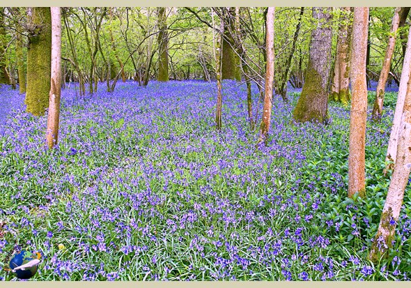 woodland trust bluebells