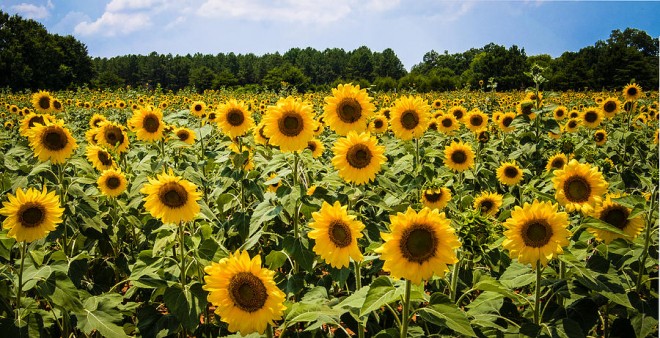 field-of-sunflowers-penny-lisowski