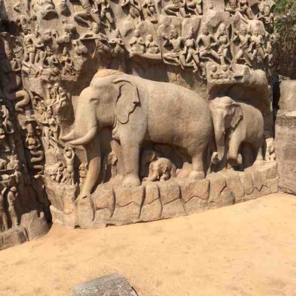 elephants