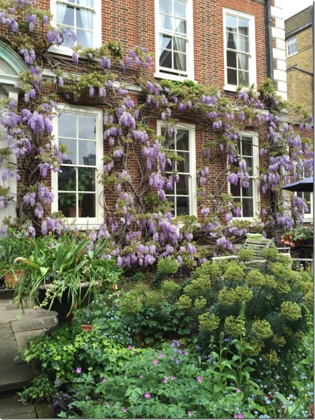 The-Masters-Garden-EC4-wisteria-©-Open-Garden-Squares-Weekend_thumb