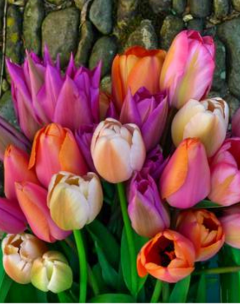 tulips