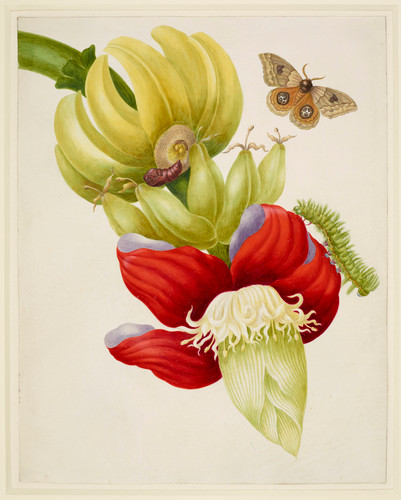 maria-sibylla-merian-branch-of-banana-with-bullseye-moth