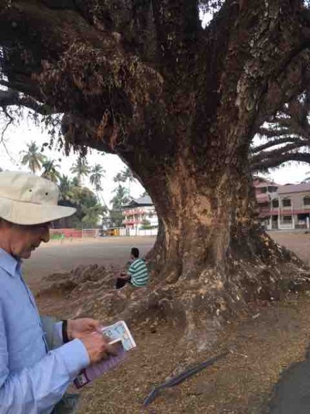 huge trees