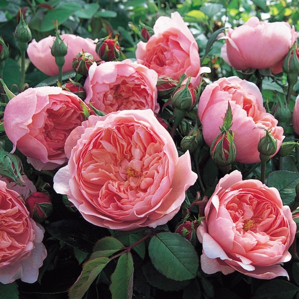 The_Alnwick_Rose_1_2