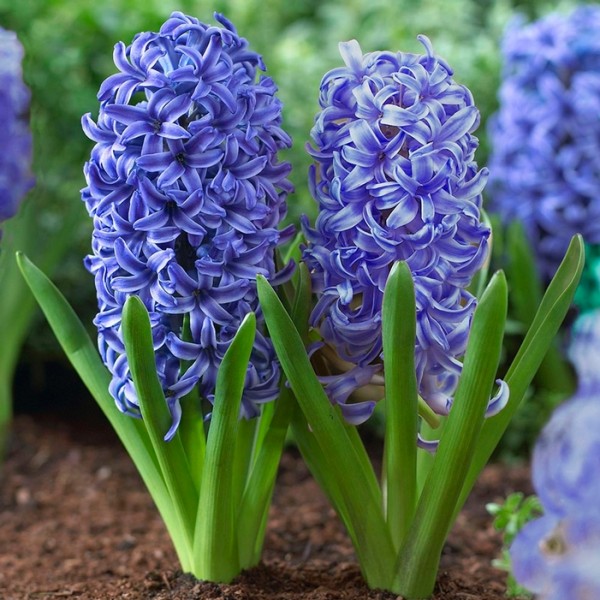 hyacinths